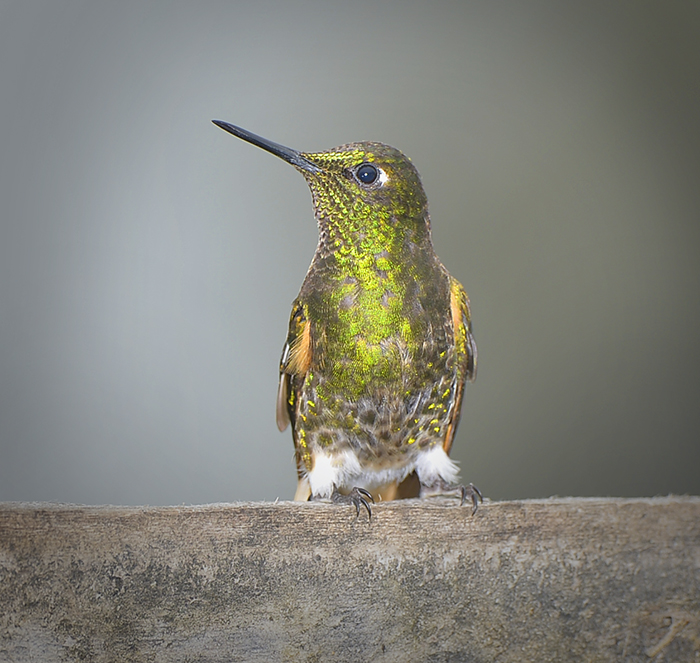Fawn-breasted Brilliant