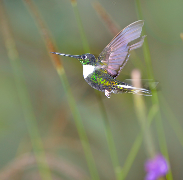 Collared Inca