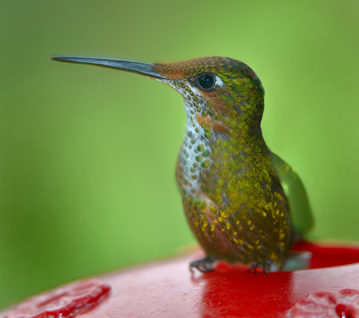 Fawn-breasted Brilliant