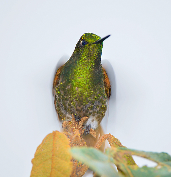 Fawn-breasted Brilliant
