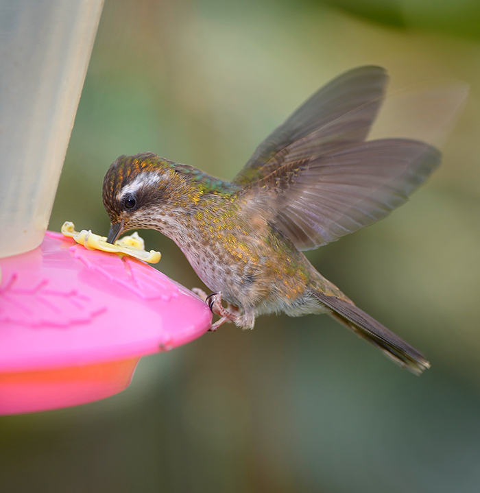 Speckled hummingbird