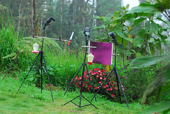 Multi-flashs set - up for hummingbirds