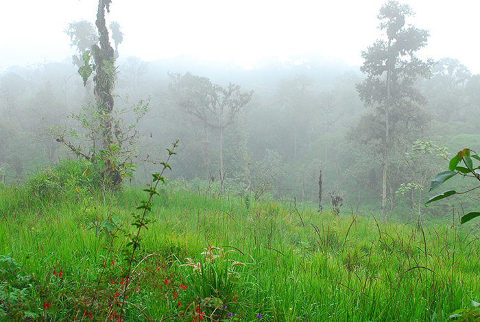 the valley in front of birdwatcherhouse