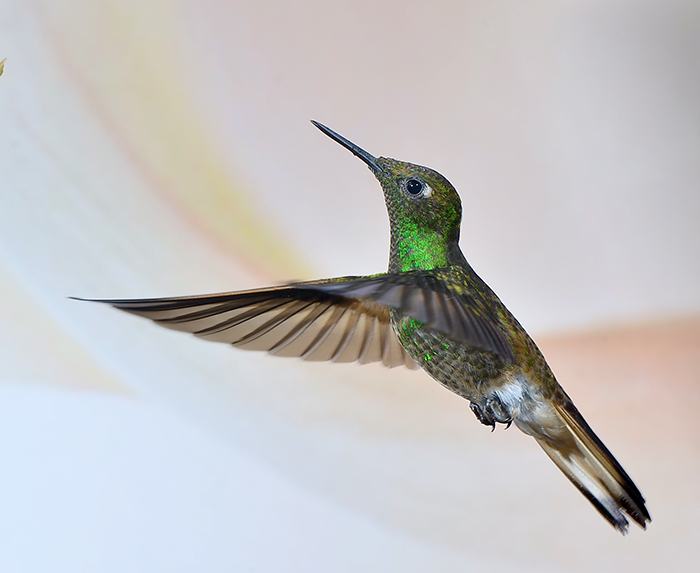 Fawn-breasted Brilliant