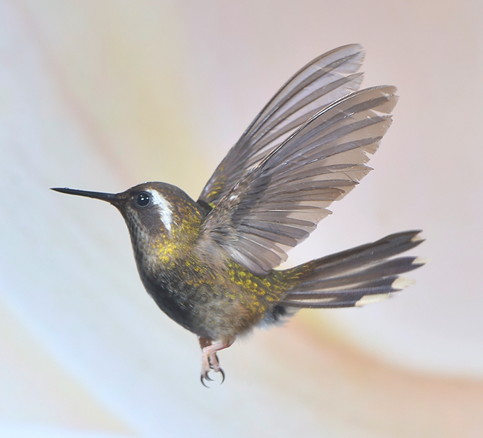 Speckled hummingbird