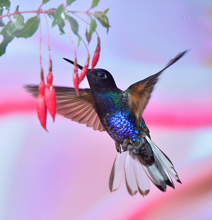 Velvet purple Coronet