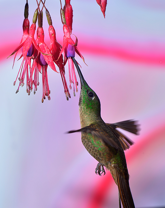 Fawn-breasted Brilliant