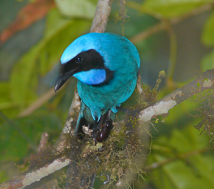 Black Collared Jay