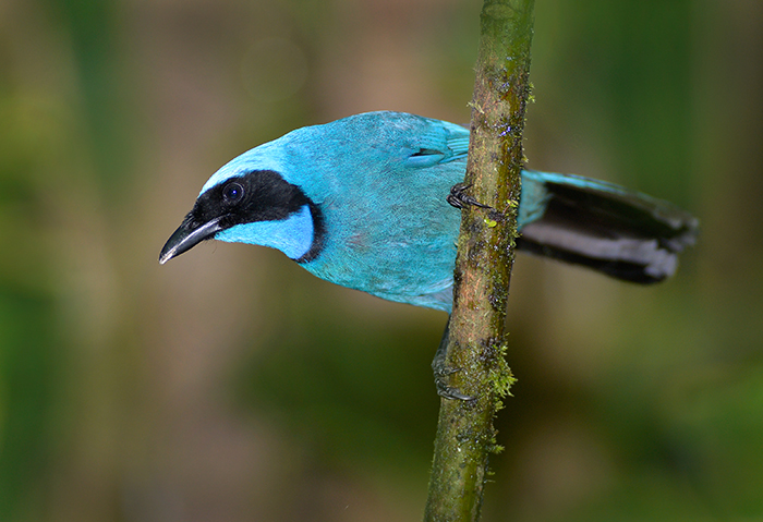 Black Collared Jay