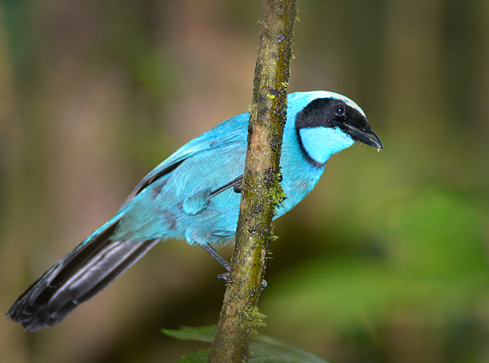 Black Collared Jay