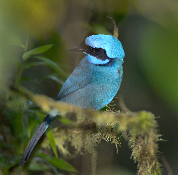 Black Collared Jay