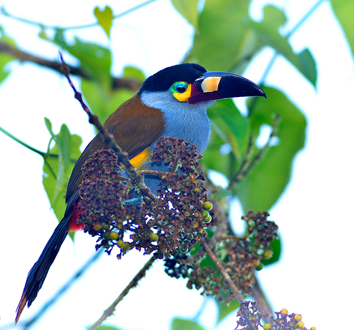 Plate Billed Mountain Toucan