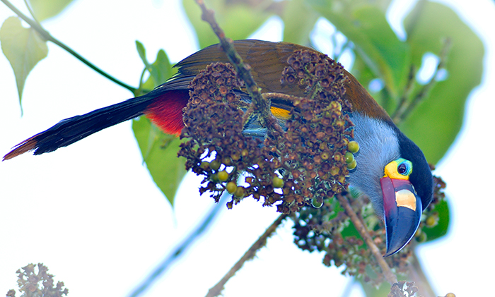 Plate Billed Mountain Toucan