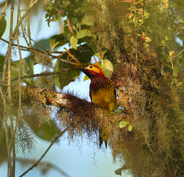Crimson mantled Woodpecker