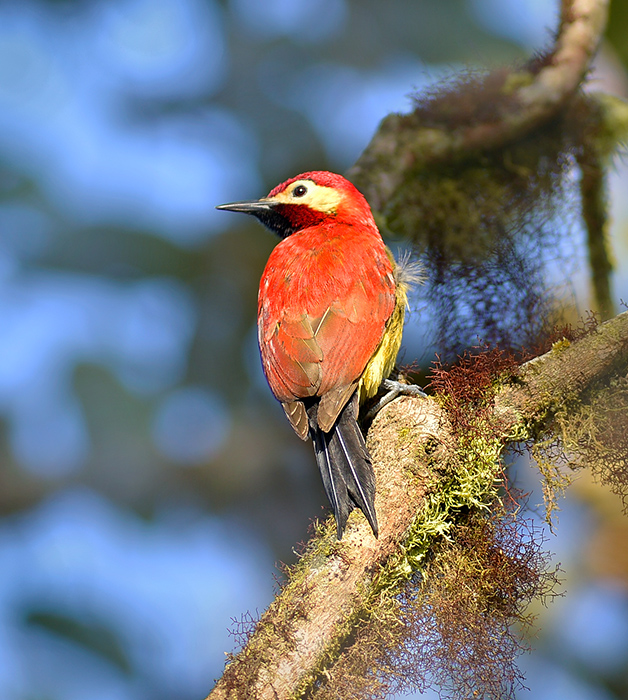 Crimson mantled Woodpecker