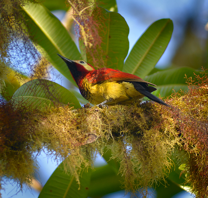 Crimson mantled Woodpecker
