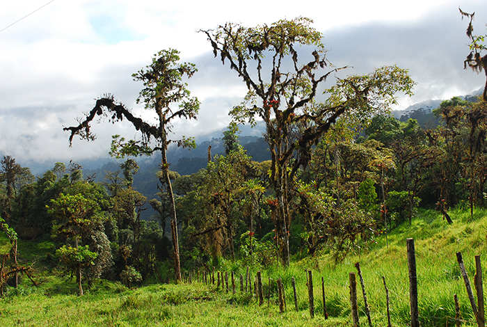 forest at Birdwatchershouse