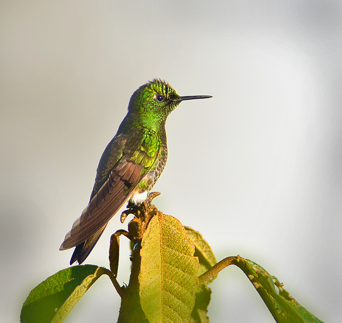 Fawn-breasted Brilliant