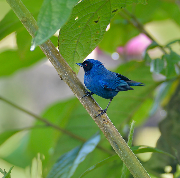 Blue and Black Tanager