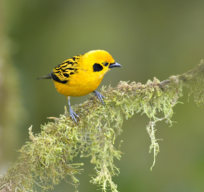 Golden Tanager