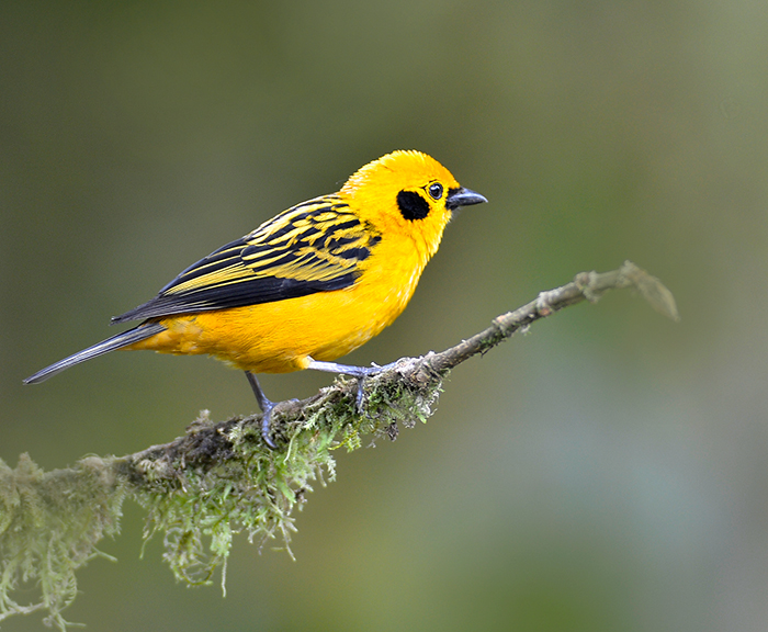 Golden Tanager