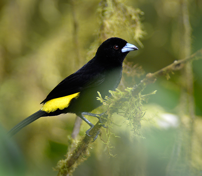 Black and Yellow Tanager