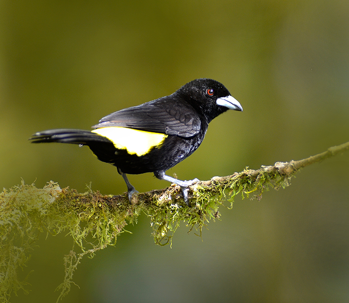 Black and Yellow Tanager