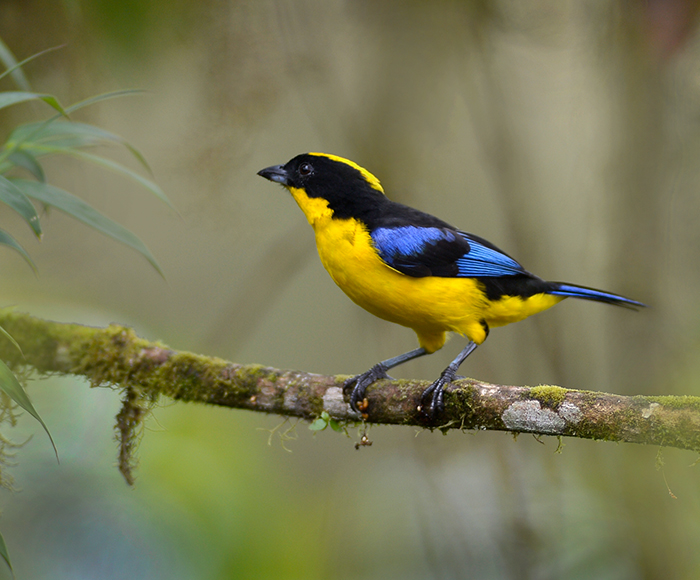 Blue winged Mountain Tanager