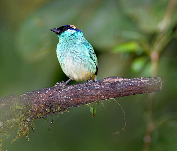Metallic green Tanager