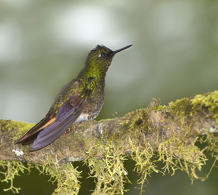 Fawn-breasted Brilliant