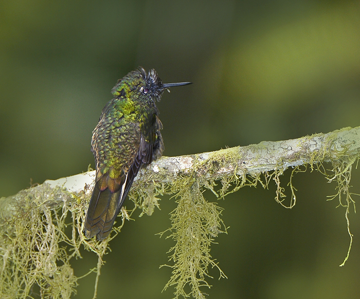 Fawn-breasted Brilliant