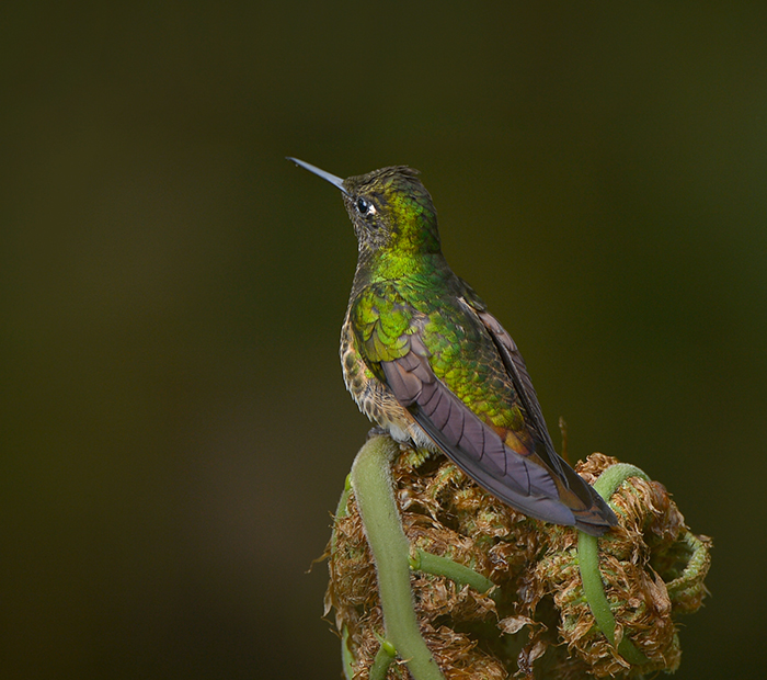 Fawn-breasted Brilliant