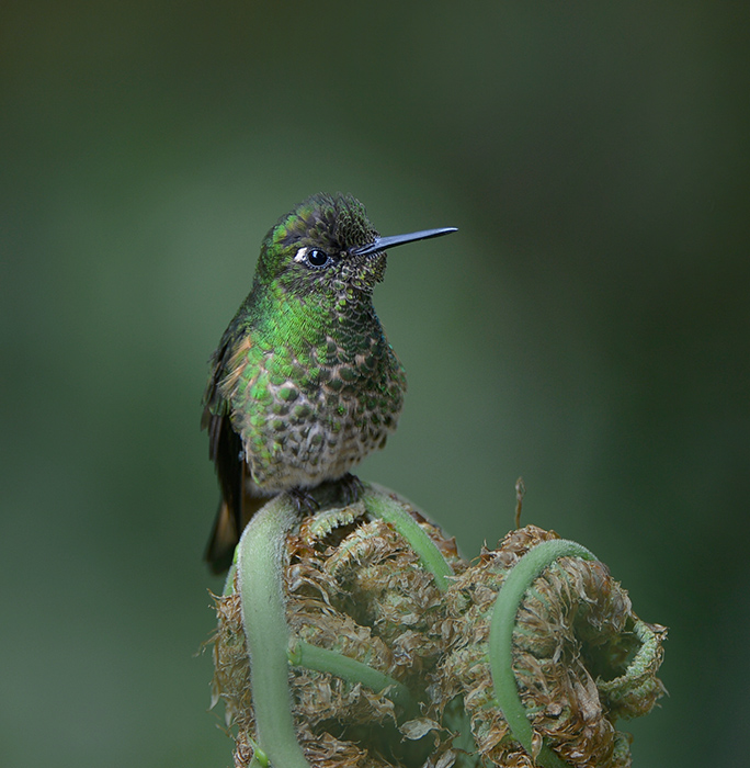 Fawn-breasted Brilliant