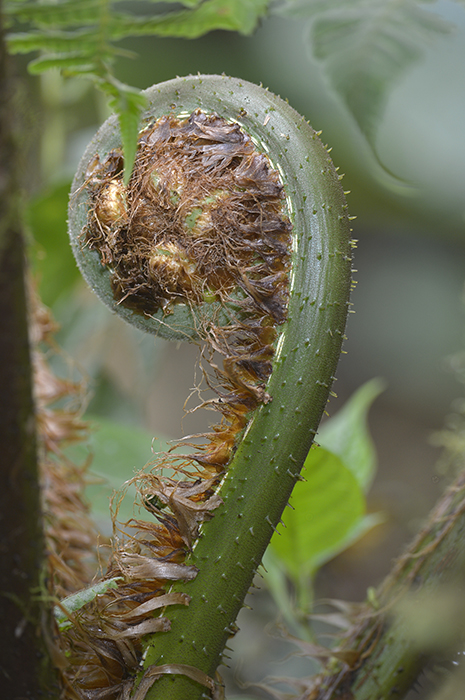 Mindo Loma.Ecuador