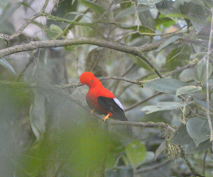 Cock of the Rock