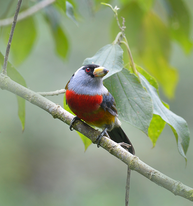 Toucan Barbet