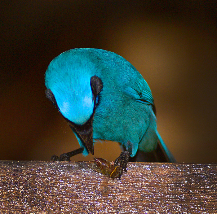 Black Collared Jay