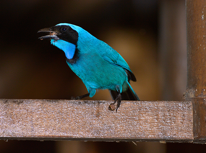 Black Collared Jay