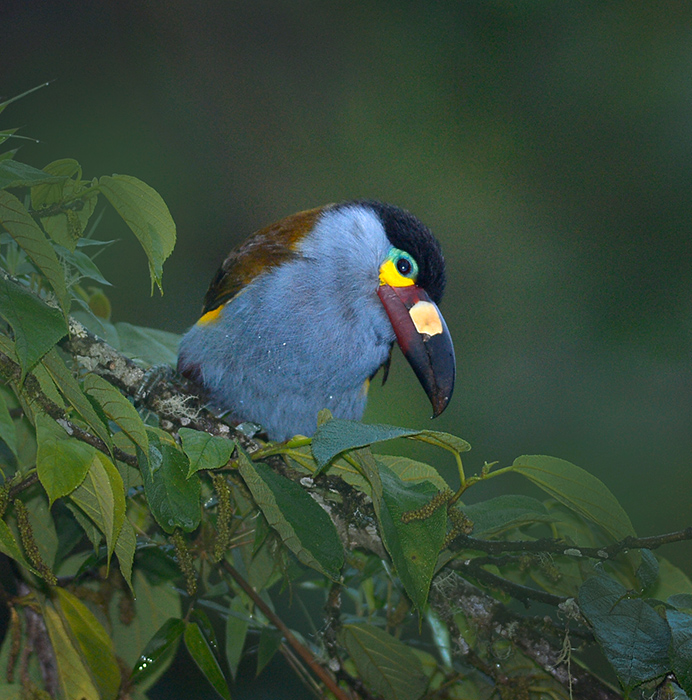 Plate Billed Mountain Toucan