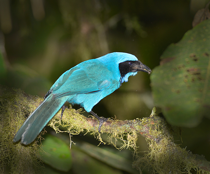 Black Collared Jay