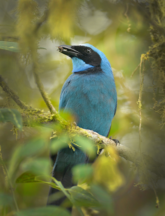 Black Collared Jay