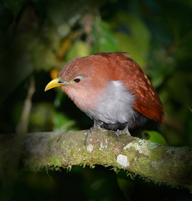 Squirrel Cuckoo