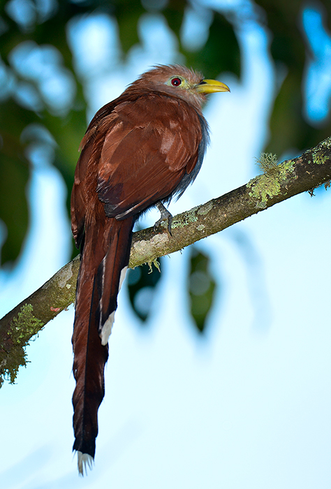 Squirrel Cuckoo