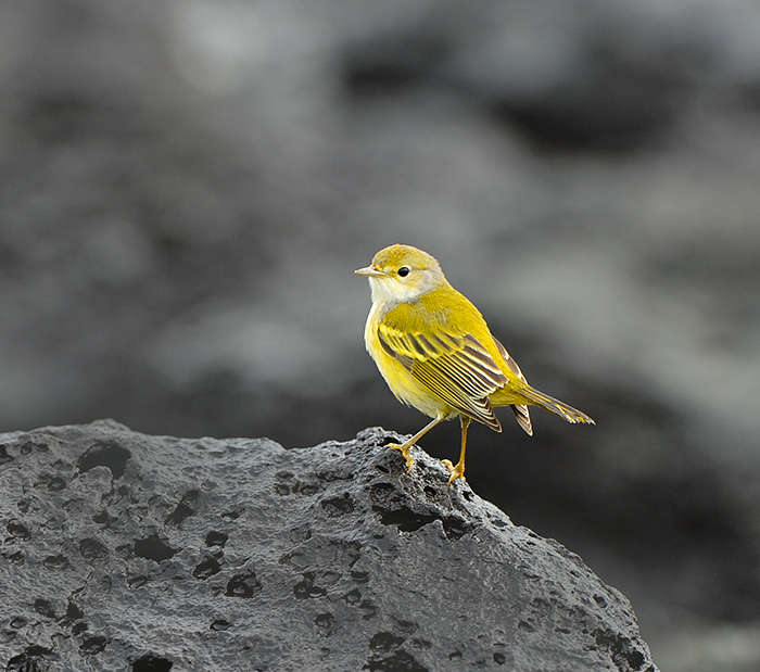 Yellow Warbler. Tortuga Bay
