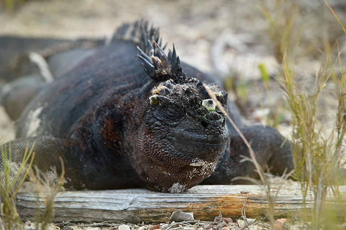 Iguana.Tortuga Bay