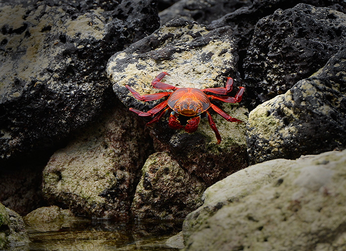 Red Crab Galapagos