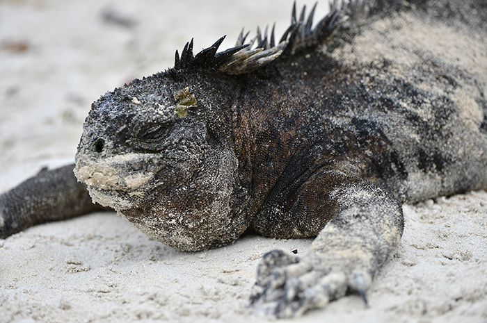 Iguana.Tortuga Bay