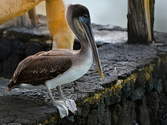 Pelican.Puerto Villamil