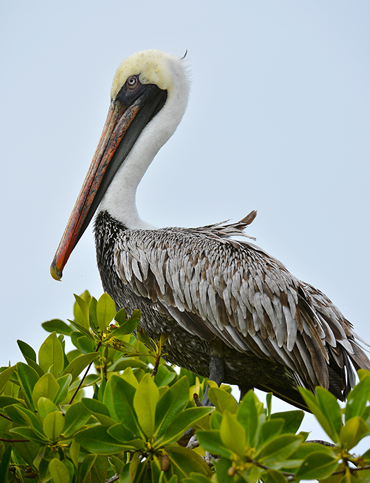 Pelican.Puerto Villamil