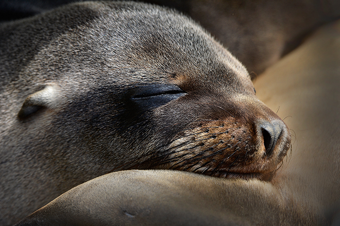 Sea Lion.Puerto Villamil